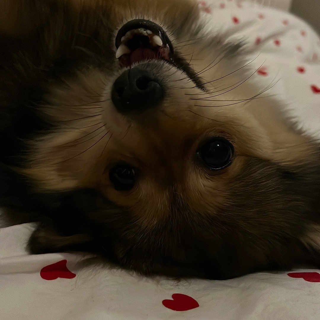 Lexie a rejoint le concours — aidez-le/la à gagner de superbes lots ! dog, puppy, fluffy, upside_down, lying_down, teeth, open_mouth, black_nose, whiskers, brown_fur, white_fur, bed, bedroom, blanket, hearts, indoor, portrait, cute, funny, cozy