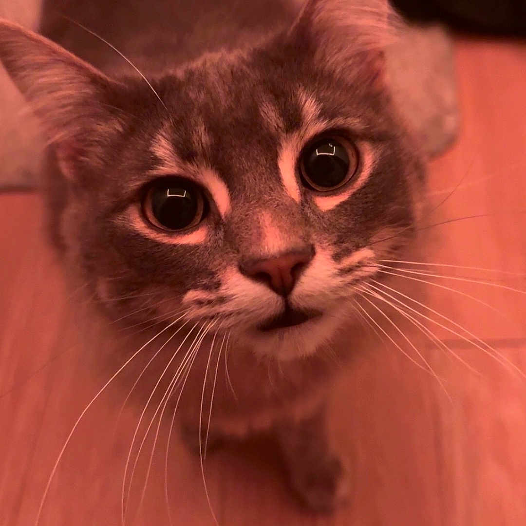 Luna is registered to the contest to win money with this photo: big_eyes, cat, close_up, curious, cute, domestic_animal, ears, feline, flooring, gray_fur, home, indoor, kitten, muzzle, nose, pet, portrait, tabby, whiskers, wooden_floor