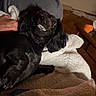dog, black_dog, pet, animal, portrait, lying_down, upside_down, smiling, teeth, long_hair, floppy_ears, indoors, blanket, bed, cozy, candid, funny, relaxed, human_hand, living_room