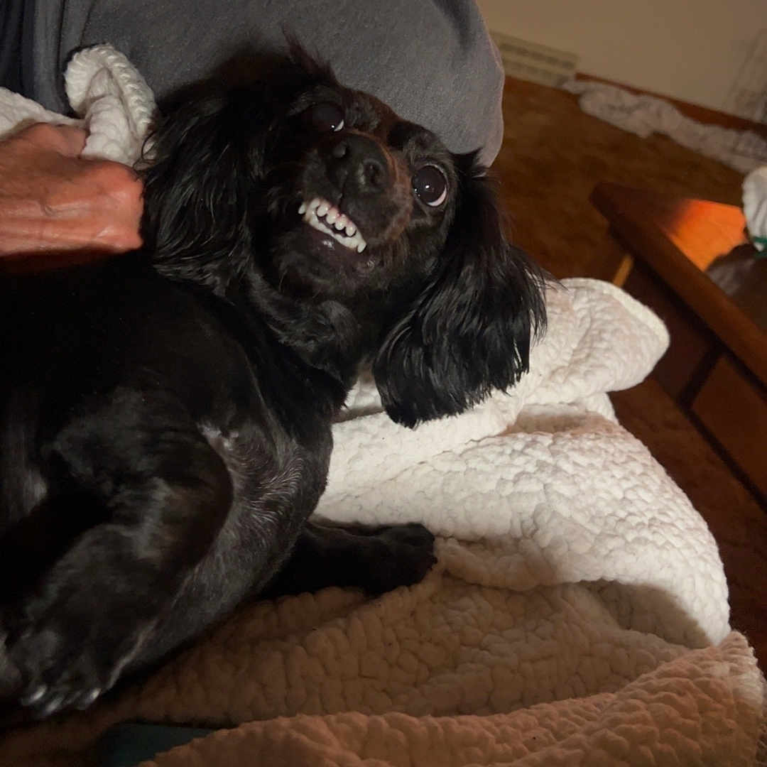 Luci Lieu joined the competition — help win amazing prizes! dog, black_dog, pet, animal, portrait, lying_down, upside_down, smiling, teeth, long_hair, floppy_ears, indoors, blanket, bed, cozy, candid, funny, relaxed, human_hand, living_room