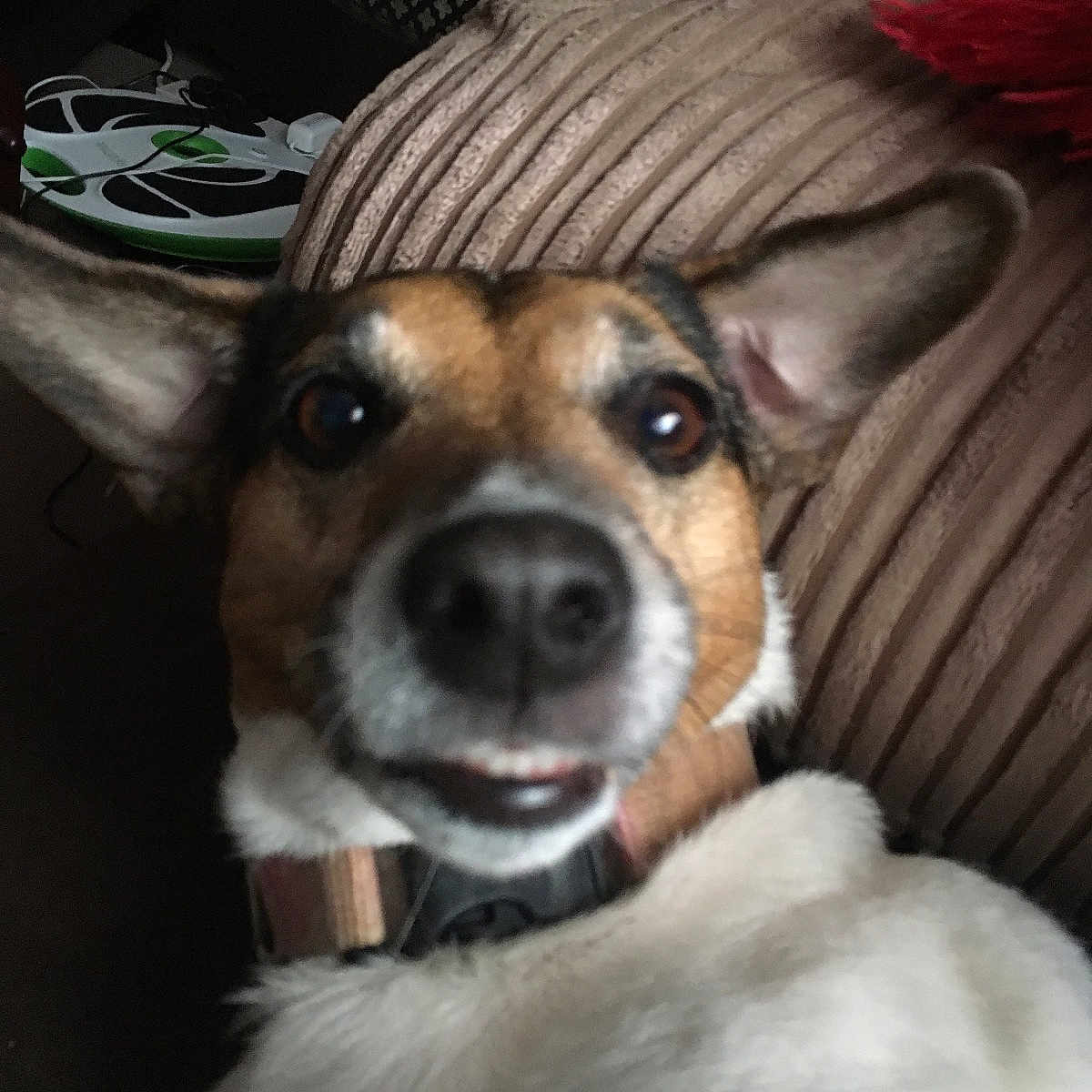 Lola