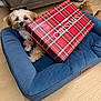 Pablo is registered to the contest to win money with this photo: dog, pet_bed, gift_bag, christmas, plaid, indoor, wooden_floor, wooden_cabinet, curious, small_dog, brown_dog, furry, cozy, holiday, present, relaxed, looking, animal, cute, domestic