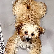 Pablo joined the competition — help win amazing prizes! adorable, animal, brown, companion, cute, dog, floor, fluffy, friendly, fur, indoor, looking_up, lying_down, pet, playful, puppy, small_dog, tile, white, young