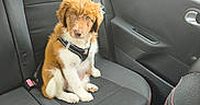 Nala participe au concours pour gagner de l'argent avec cette photo : puppy, dog, car_interior, seat, window, rain, backseat, harness, pet, animal, cute, fur, looking, indoors, transportation, black_seat, red_stitching, car_door, leather, young_dog