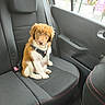 puppy, dog, car_interior, seat, window, rain, backseat, harness, pet, animal, cute, fur, looking, indoors, transportation, black_seat, red_stitching, car_door, leather, young_dog