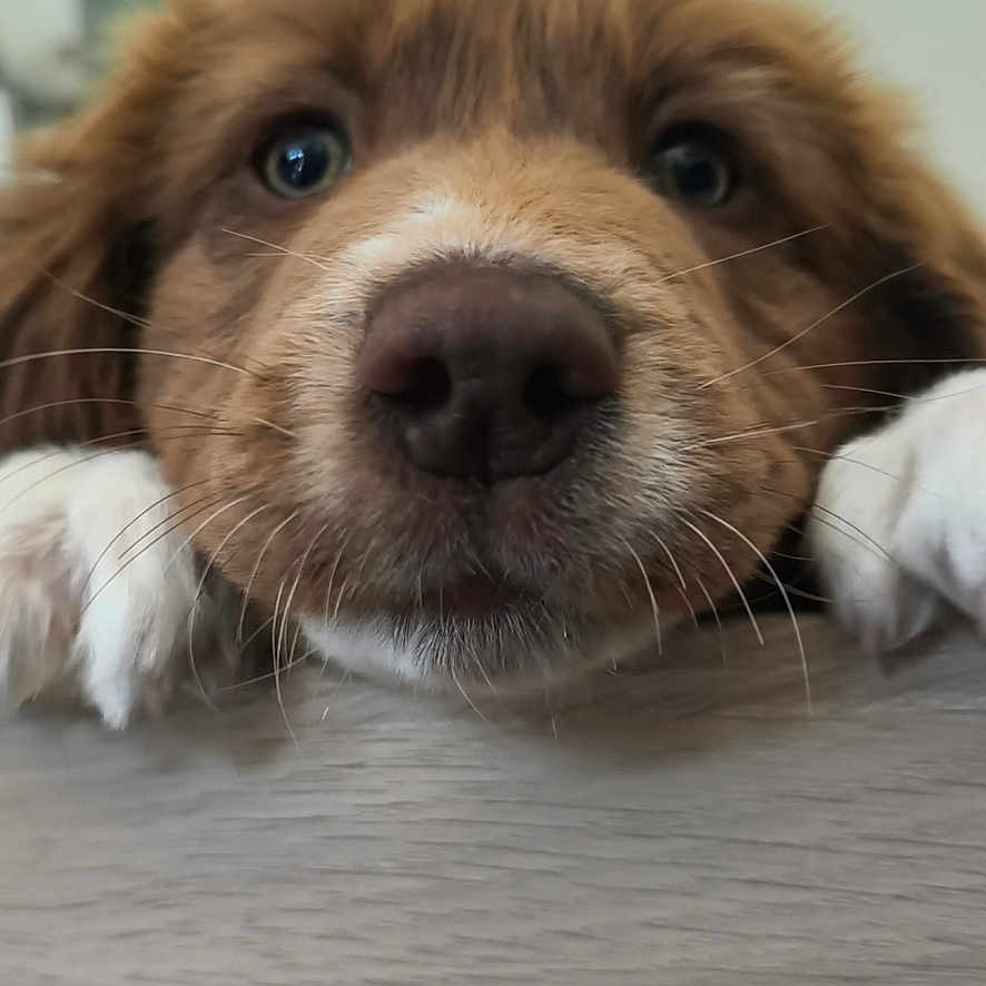 Nala participe au concours pour gagner de l'argent avec cette photo : puppy, dog, close_up, nose, paws, fur, pet, animal, curious, indoor, wooden_surface, blurred_background, cute, portrait, young_dog, whiskers, brown_fur, white_paws, face, snout
