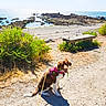 Nala a rejoint le concours — aidez-le/la à gagner de superbes lots ! dog, leash, harness, beach, rocks, water, ocean, sunlight, shadow, bench, bushes, path, outdoor, nature, coast, sky, summer, pet, happy, sitting