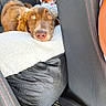 dog, brown_dog, car_interior, backseat, blanket, pet_bed, curious_eyes, golden_eyes, soft_texture, plush_toy, tiger_toy, car_seat, fabric, resting, cozy, pet, animal, domestic_animal, cute, comfort