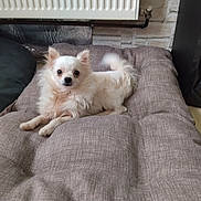 Milo a rejoint le concours — aidez-le/la à gagner de superbes lots ! dog, white_dog, small_dog, fluffy, pet_bed, indoor, cozy, curious, tail, cushion, radiator, wooden_floor, speaker, resting, animal, companion, domestic, fur, cute, relaxed
