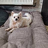 animal, companion, cozy, curious, cushion, cute, dog, domestic, fluffy, fur, indoor, pet_bed, radiator, relaxed, resting, small_dog, speaker, tail, white_dog, wooden_floor