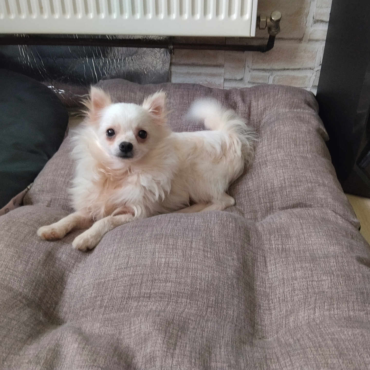 Milo