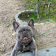 Roxxi is registered to the contest to win money with this photo: dog, french_bulldog, pet, animal, smiling, ears, outdoor, garden, greenery, dirt, concrete, leash, collar, happy, friendly, canine, tongue_out, playful, cute, portrait