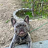dog, french_bulldog, pet, animal, smiling, ears, outdoor, garden, greenery, dirt, concrete, leash, collar, happy, friendly, canine, tongue_out, playful, cute, portrait
