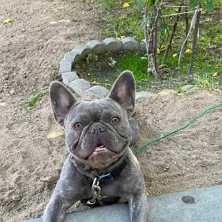 Roxxi