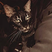 Tokyo participe au concours pour gagner de l'argent avec cette photo : cat, black_cat, pet, animal, feline, whiskers, ears, eyes, portrait, close_up, staring, indoor, dim_lighting, dark, cozy, fur, paw, claws, person, couch