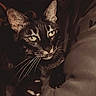 cat, black_cat, pet, animal, feline, whiskers, ears, eyes, portrait, close_up, staring, indoor, dim_lighting, dark, cozy, fur, paw, claws, person, couch