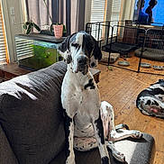 Jack is registered to the contest to win money with this photo: animal, aquarium, companion, couch, curtains, dog, dog_bed, furniture, great_dane, houseplant, indoor, living_room, pet, plant, playpen, relaxed, sunlight, tv, window, wooden_floor