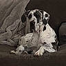 animal, blanket, brown, canine, comfort, couch, dog, domestic, furniture, great_dane, home, indoor, large_dog, living_room, pet, quiet, relaxed, resting, seated, spotted
