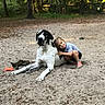 dog, great_dane, child, hugging, outdoor, sand, toy, tree, nature, pet, play, smile, casual_clothing, summer, friendship, animal, park, leisure, companionship, relaxation