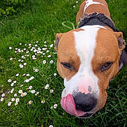 Malak participe au concours pour gagner de l'argent avec cette photo : animal, brown, canine, close_up, collar, cute, dog, flora, flower, grass, greenery, happy, nature, outdoor, pet, playful, snout, summer, tongue, white