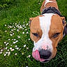 animal, brown, canine, close_up, collar, cute, dog, flora, flower, grass, greenery, happy, nature, outdoor, pet, playful, snout, summer, tongue, white