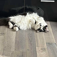 Upette participe au concours pour gagner de l'argent avec cette photo : cat, pet, feline, fluffy, black_and_white, indoor, hardwood_floor, cabinet, reflection, paws, belly, green_eyes, looking_up, playful, lying_on_back, cozy, home_interior, furniture, sneaker, flooring