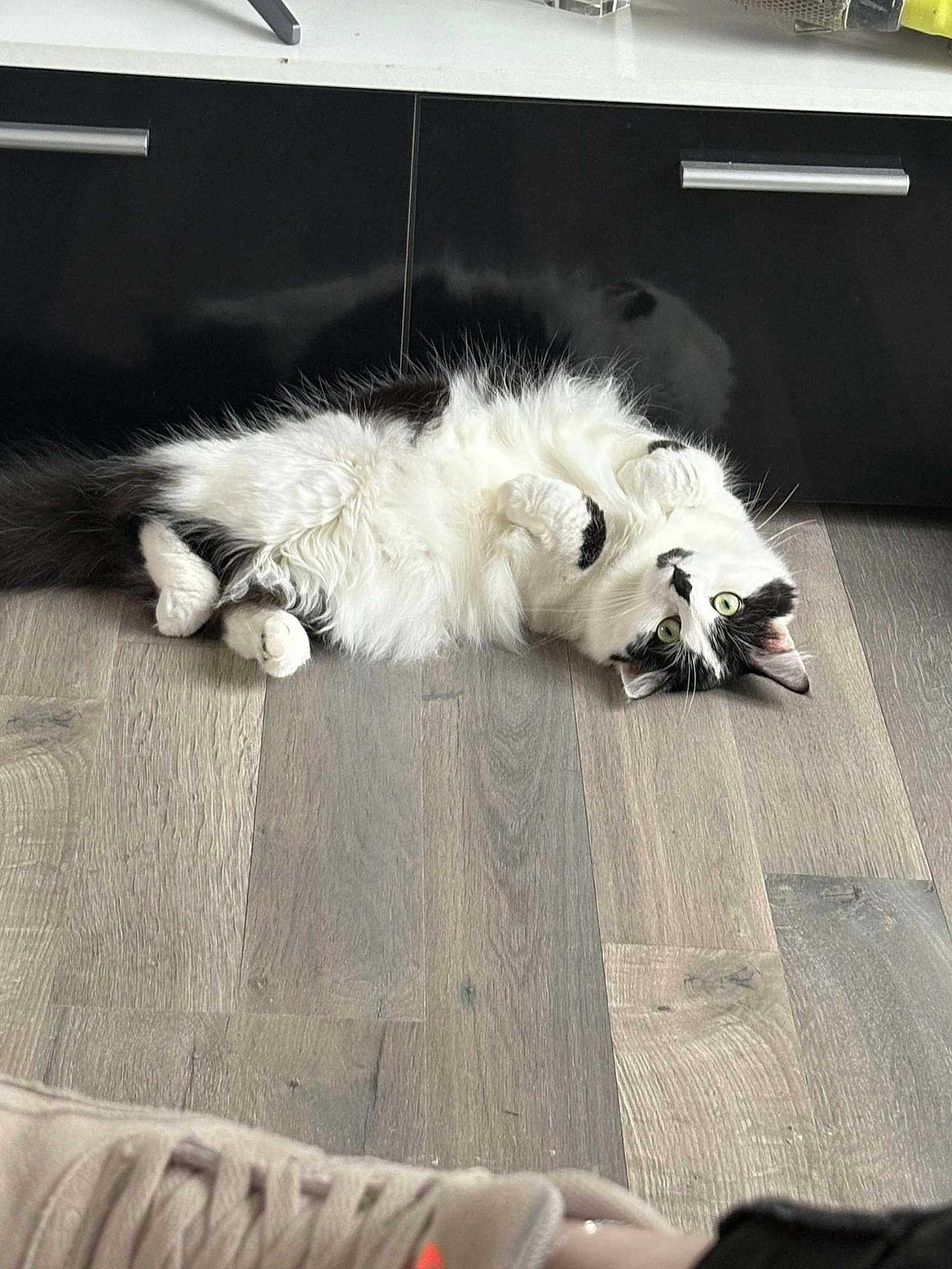 Upette participe au concours pour gagner de l'argent avec cette photo : cat, pet, feline, fluffy, black_and_white, indoor, hardwood_floor, cabinet, reflection, paws, belly, green_eyes, looking_up, playful, lying_on_back, cozy, home_interior, furniture, sneaker, flooring