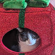 Charcoal joined the competition — help win amazing prizes! cat, pet, animal, indoor, holiday, christmas, festive, glitter, red, green, cat_house, cozy, cute, feline, whiskers, window, resting, domestic, cute_pet, decor