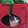 cat, pet, animal, indoor, holiday, christmas, festive, glitter, red, green, cat_house, cozy, cute, feline, whiskers, window, resting, domestic, cute_pet, decor