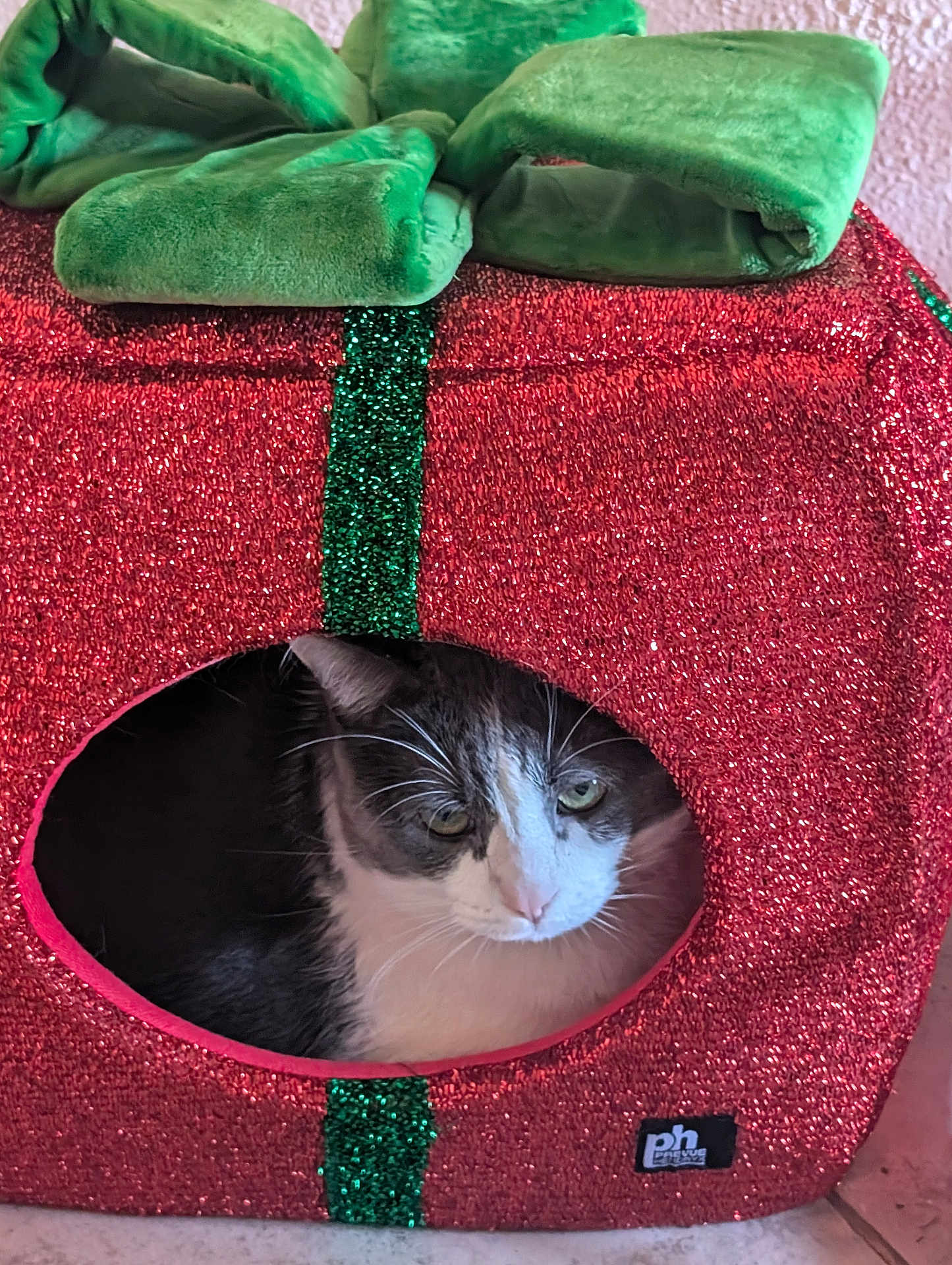 Charcoal joined the competition — help win amazing prizes! cat, pet, animal, indoor, holiday, christmas, festive, glitter, red, green, cat_house, cozy, cute, feline, whiskers, window, resting, domestic, cute_pet, decor