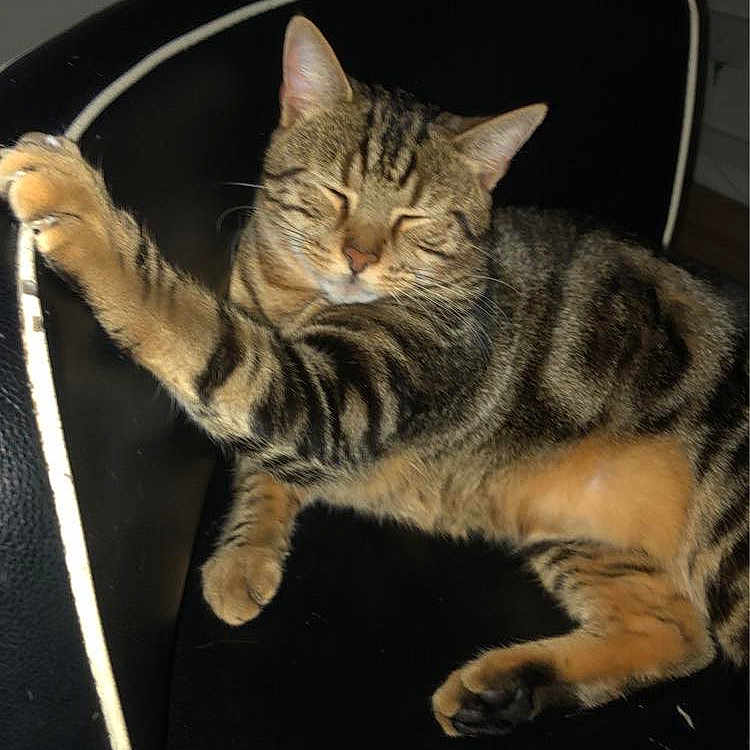 Delaudier participe au concours pour gagner de l'argent avec cette photo : animal, black, cat, chair, cozy, cute, ears, feline, floor, home, indoor, leather, paw, pet, relaxed, resting, sleeping, striped, tabby, whiskers