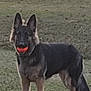 active, alert, animal, ball, canine, companion, dog, ears_up, fetch, field, fur, german_shepherd, grass, muzzle, nature, outdoor, pet, playing, standing, tail