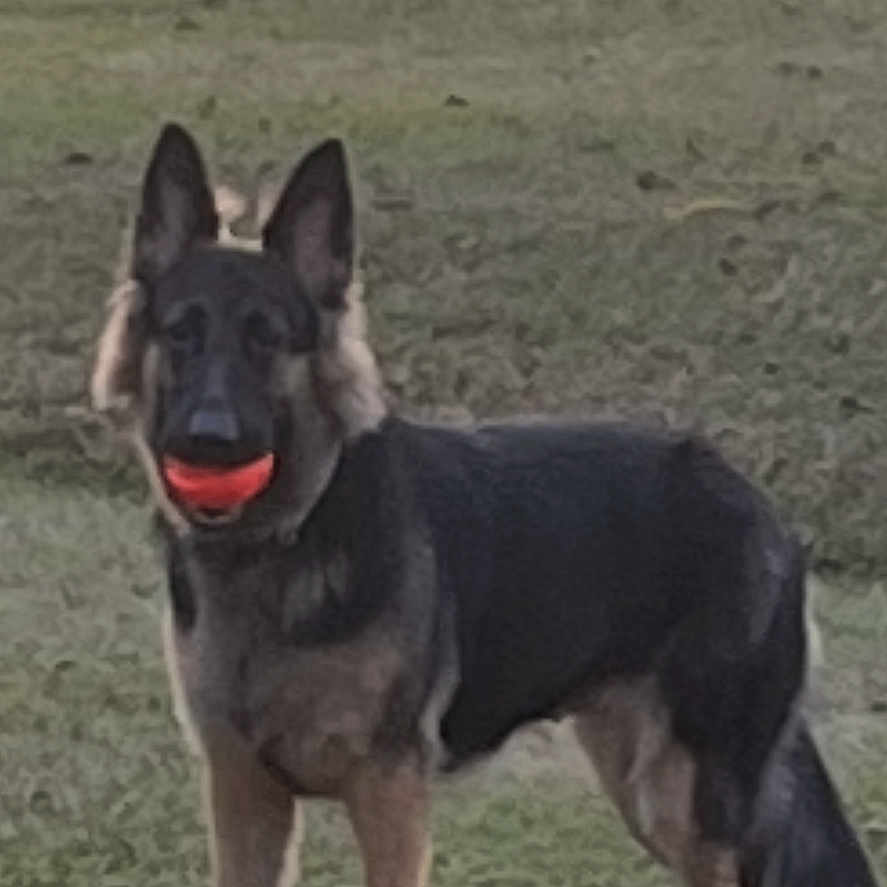 Saylor joined the competition — help win amazing prizes! active, alert, animal, ball, canine, companion, dog, ears_up, fetch, field, fur, german_shepherd, grass, muzzle, nature, outdoor, pet, playing, standing, tail