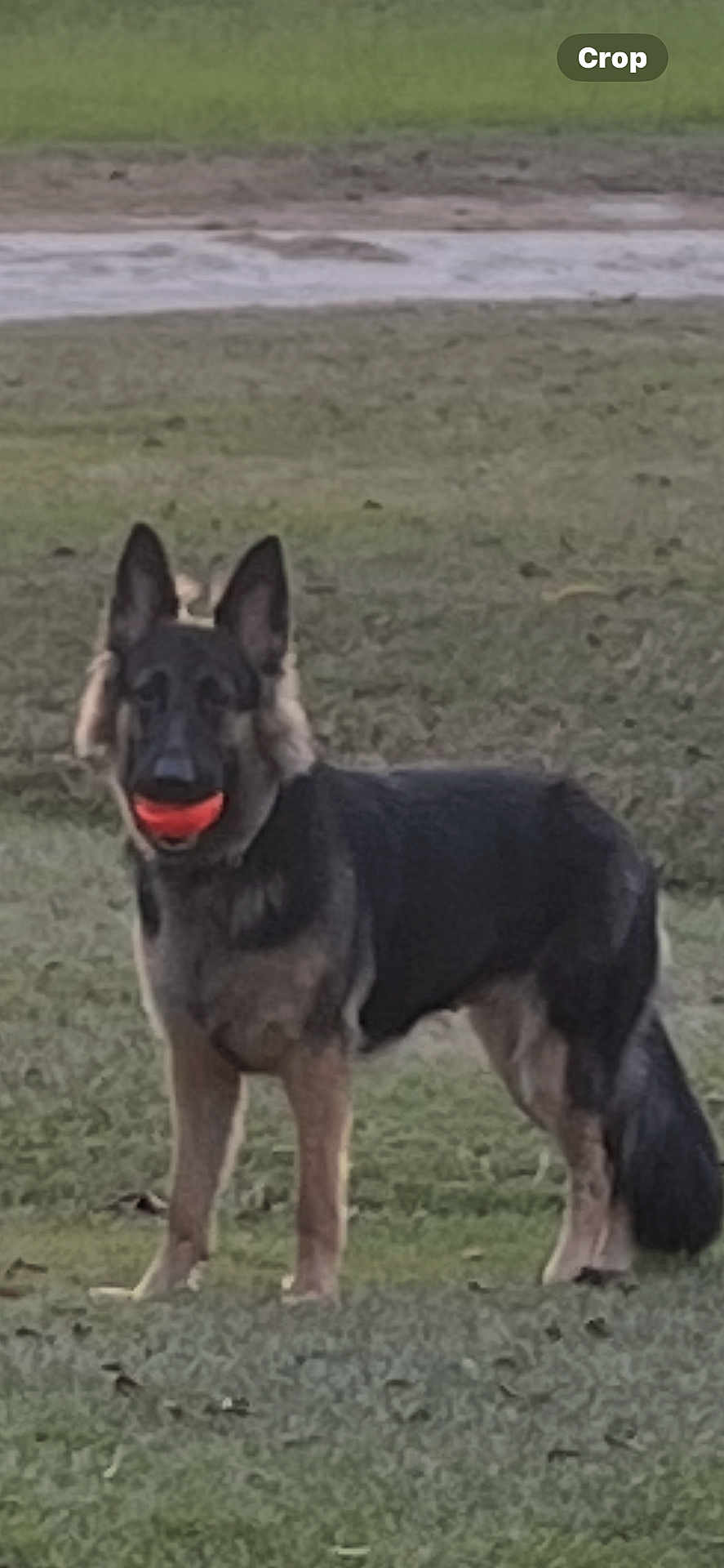 Saylor joined the competition — help win amazing prizes! active, alert, animal, ball, canine, companion, dog, ears_up, fetch, field, fur, german_shepherd, grass, muzzle, nature, outdoor, pet, playing, standing, tail