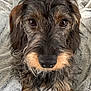 dog, wire_haired, close_up, face, fur, eyes, blanket, texture, pet, cute, animal, portrait, indoors, soft, cozy, brown, black, whiskers, snout, fur_texture