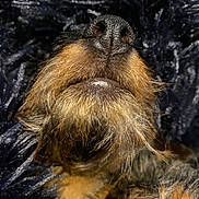 Mona a rejoint le concours — aidez-le/la à gagner de superbes lots ! dog, snout, whiskers, close_up, fur, animal, pet, muzzle, texture, black, brown, canine, portrait, background, furry, nose, macro, close, mammal, detail
