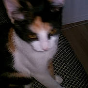 Zinna a rejoint le concours — aidez-le/la à gagner de superbes lots ! animal, blur, calico, cat, closeup, cushion, cute, domestic, ears, feline, fur, furniture, home, indoor, patterned, paw, pet, resting, sitting, whiskers