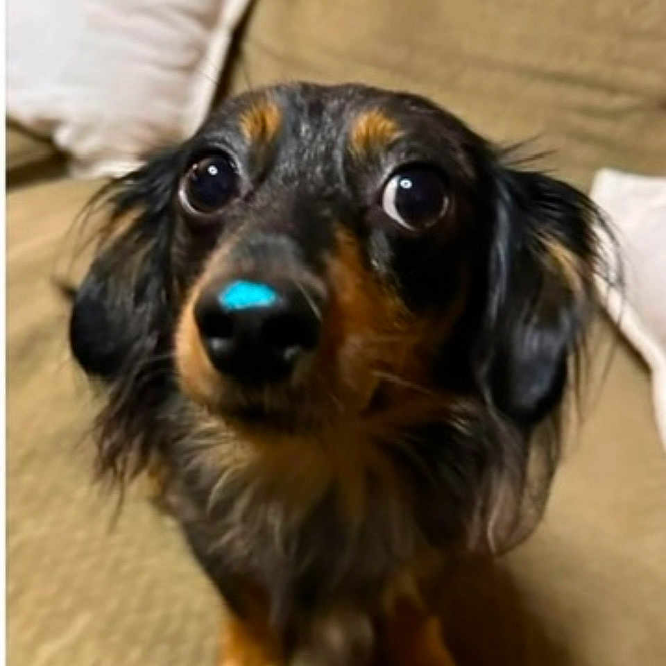 Gizmo The Great is registered to the contest to win money with this photo: dog, close_up, pet, indoor, couch, curious, brown_fur, black_fur, long_ears, nose, wide_eyes, animal, companion, furry, looking_away, pillow, home, cute, domestic, portrait