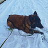 animal, black, brown, canine, cold, daylight, dog, fence, fur, leash, lying_down, nature, outdoor, path, pet, playful, quiet, snow, winter, winter_clothing