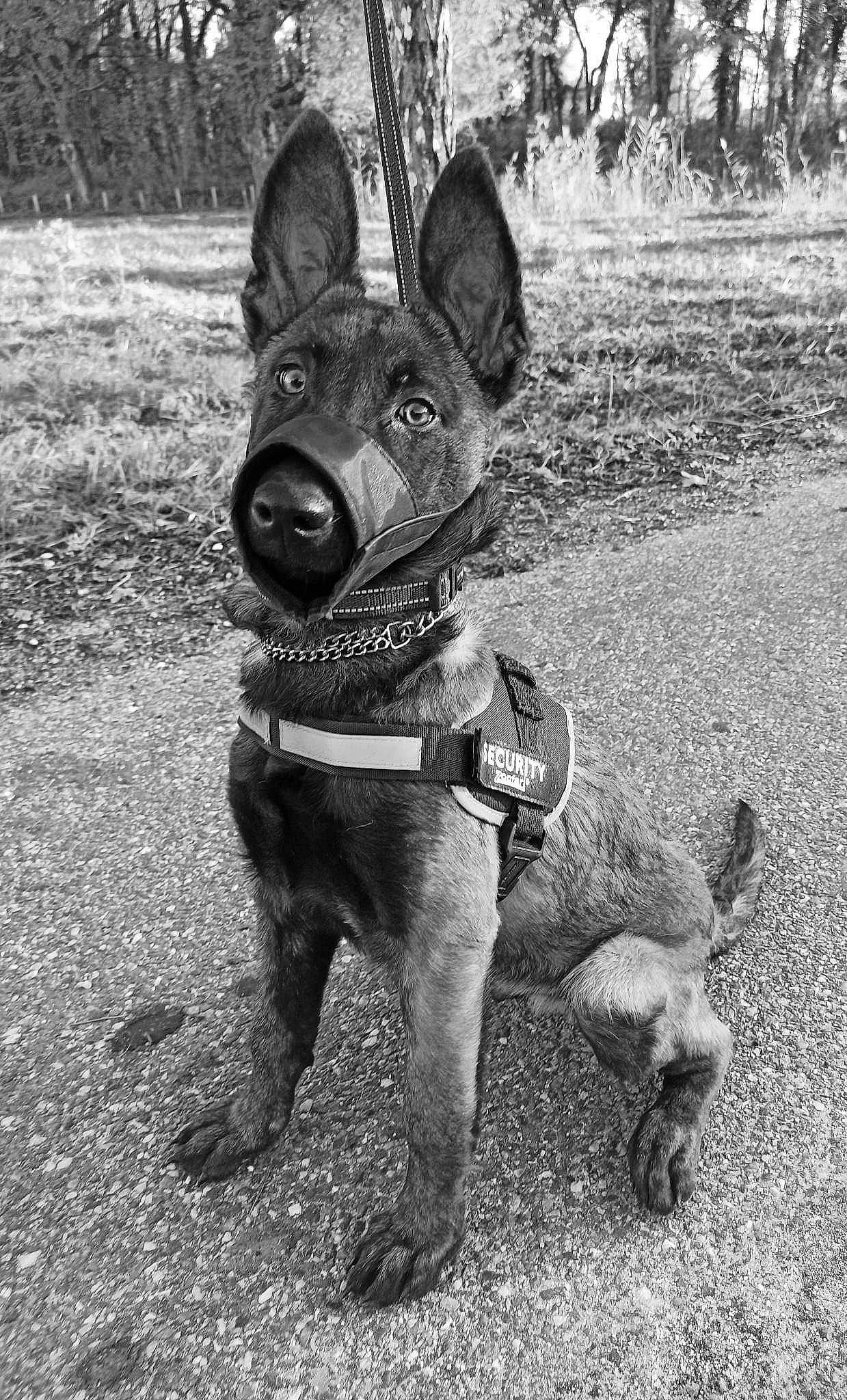 Tyson