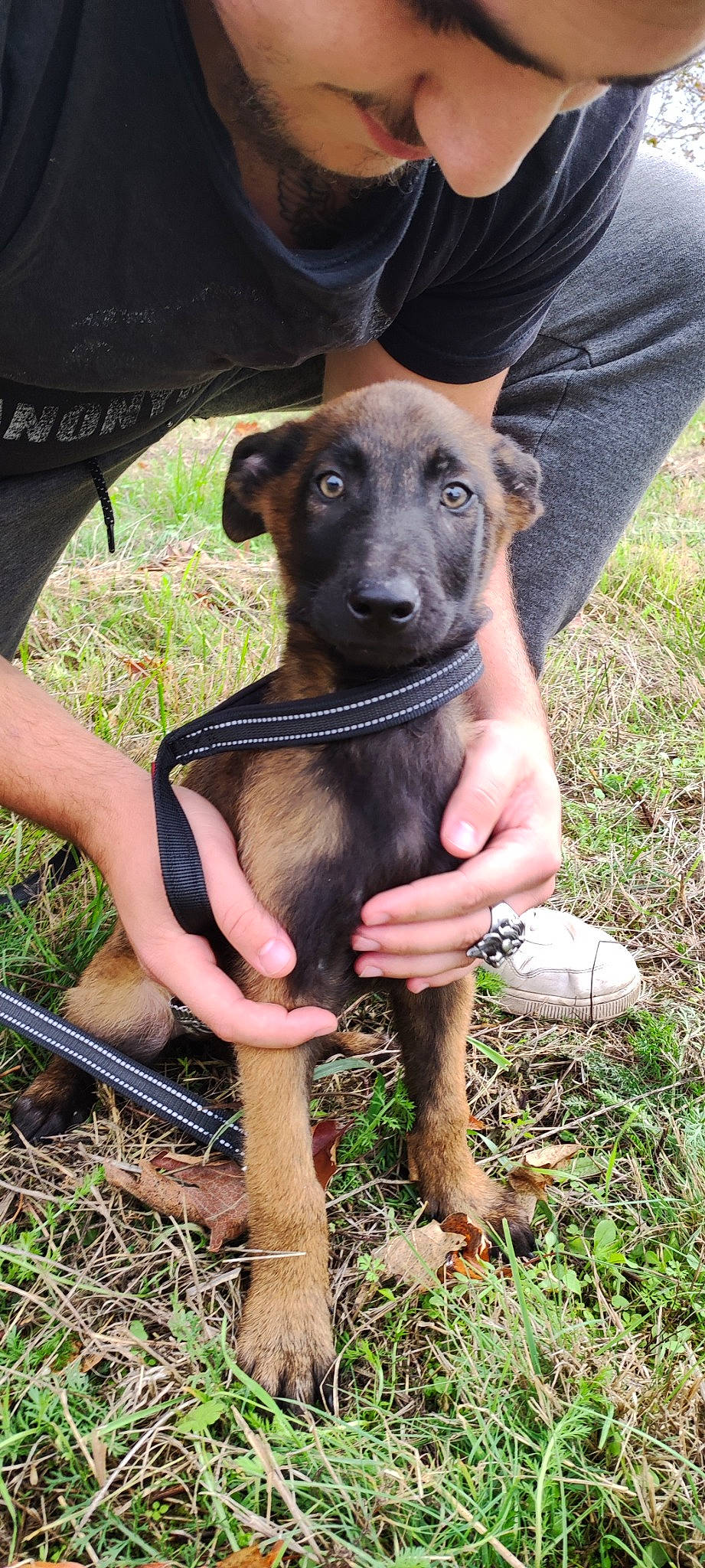 Tyson participe au concours pour gagner de l'argent avec cette photo : carnivore, companion_dog, dog, dog_breed, dog_supply, fawn, grass, guard_dog, hunting_dog, pet_supply, snout, sporting_group, terrestrial_animal, toy_dog, working_animal, working_dog