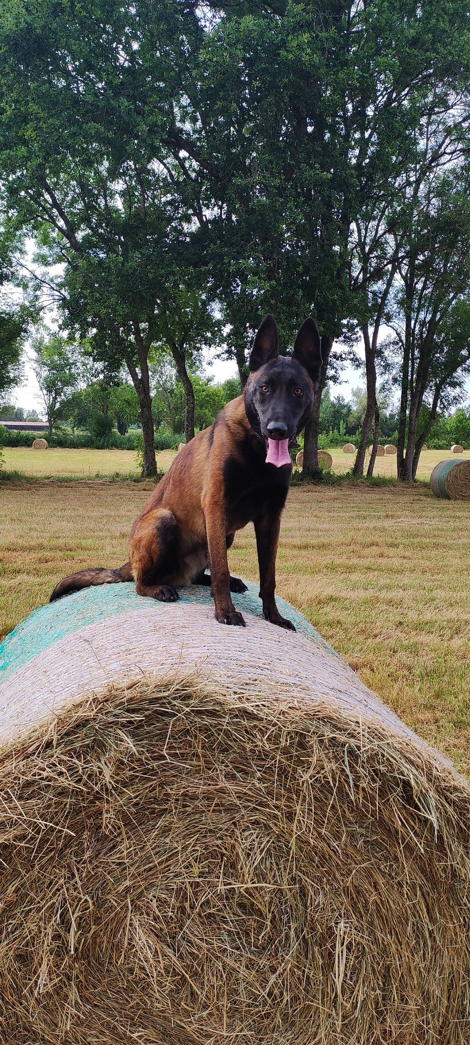 Tyson participe au concours pour gagner de l'argent avec cette photo : canidae, carnivore, companion_dog, dog, dog_breed, fawn, grass, guard_dog, hay, landscape, liver, mexican_hairless_dog, plant, sky, snout, sporting_group, tail, terrestrial_animal, tree, working_animal