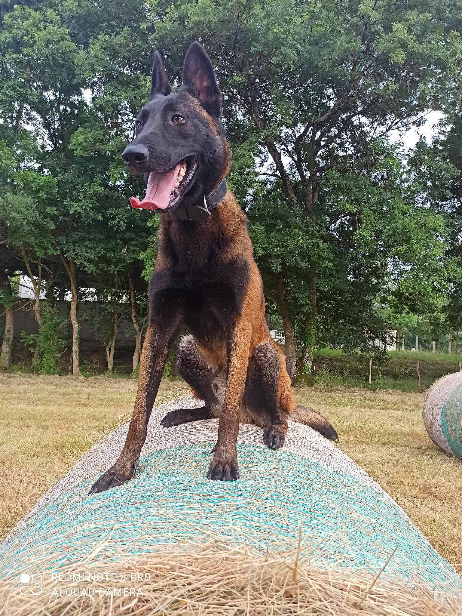 Tyson
