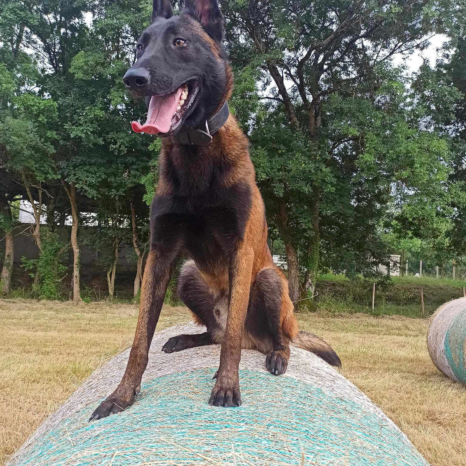 Tyson
