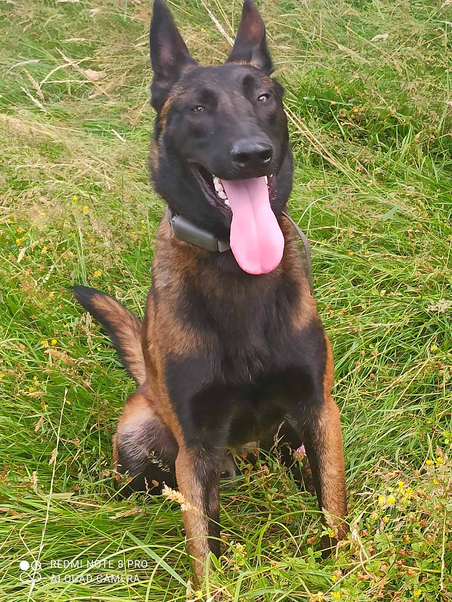 Tyson a rejoint le concours — aidez-le/la à gagner de superbes lots ! belgian_shepherd_malinois, carnivore, collar, companion_dog, dog, dog_breed, dog_collar, grass, guard_dog, herding_dog, liver, snout, sporting_group, working_animal, working_dog