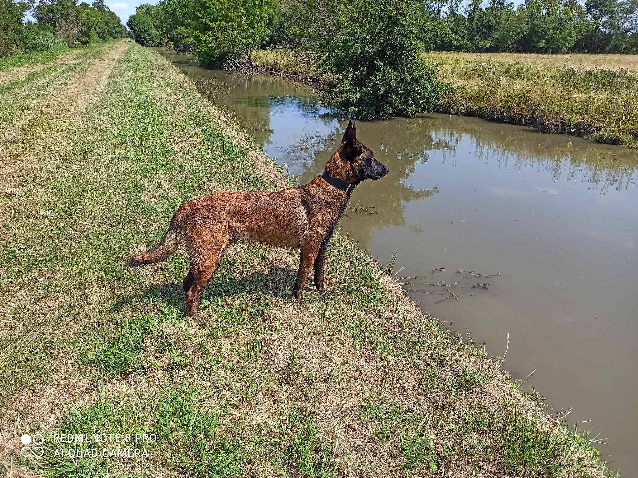 Tyson participe au concours pour gagner de l'argent avec cette photo : canidae, carnivore, dog, dog_breed, fawn, grass, grass_family, grassland, lacustrine_plain, lake, landscape, natural_landscape, plant, sky, sporting_group, tail, terrestrial_animal, tree, water, working_animal