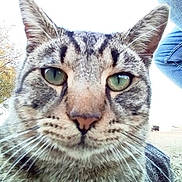 Little Boi joined the competition — help win amazing prizes! animal, cat, close_up, curious, daylight, ears, face, feline, fur, grass, green_eyes, jeans, nature, nose, outdoor, person_leg, pet, portrait, tabby_cat, whiskers