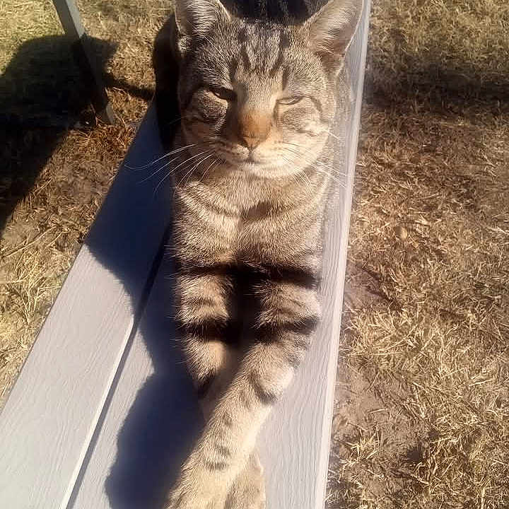 Little Boi joined the competition — help win amazing prizes! animal, bench, cat, computerhardware, electronics, face, furniture, grass, hardware, head, kitten, manx, monitor, outdoors, person, pet, photography, plant, portrait, screen