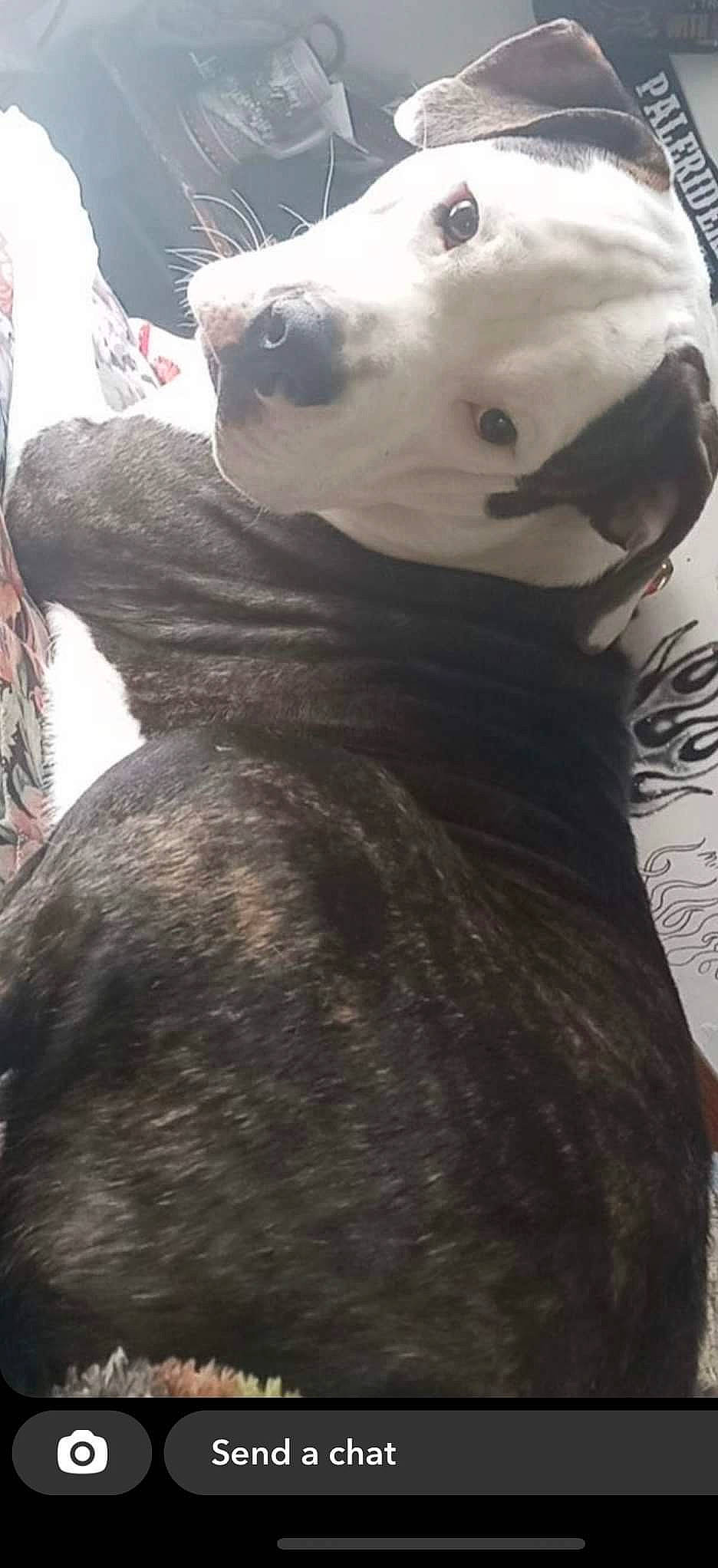 Snoopy joined the competition — help win amazing prizes! canidae, carnivore, companion_dog, dog_breed, fawn, feather, felidae, fictional_character, fur, grey, livestock, small_to_medium_sized_cats, snout, sporting_group, stuffed_toy, tail, terrestrial_animal, toy, whiskers, working_animal