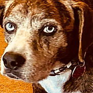 Mika joined the competition — help win amazing prizes! dog, close_up, blue_eyes, collar, pet, animal, brown, white, fur, face, tag, domestic_animal, portrait, canine, indoor, looking_away, ears, snout, whiskers, background